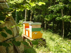 Produzione di miele bio